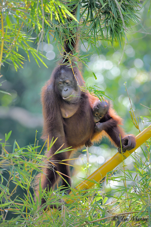 Bamboo lunch